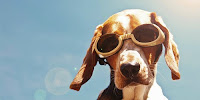 Rayons solaires, votre chien aussi doit être protégé ! Rayons solaires, votre chien aussi doit être protégé !