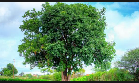 تعريف شجرة النيم أزدر خت هندي نجوم سورية