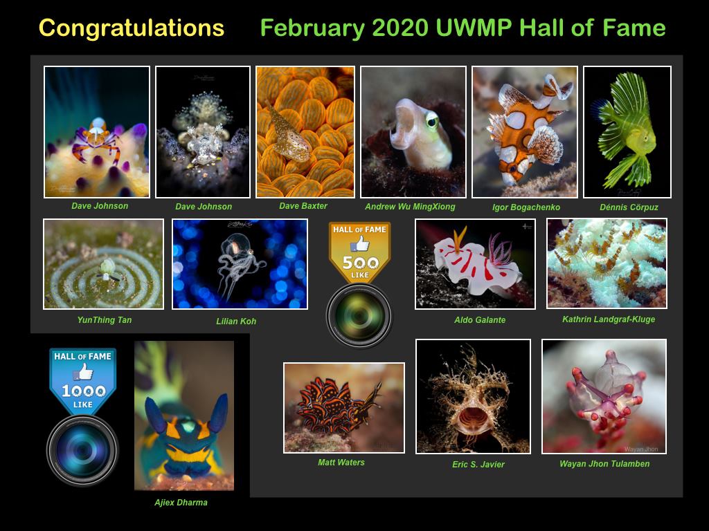 "Hall of Fame" - Febrero 2020