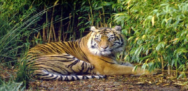 Hewan Fauna Langka Indonesia Satwa Dilindungi Kepunahannya Endangered Animal Gambar