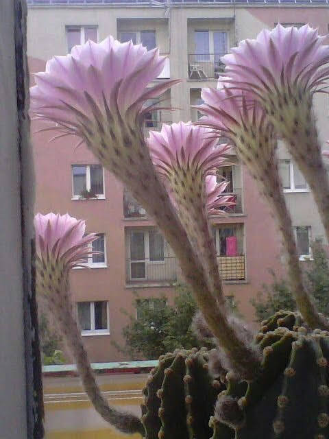 Kwitnący kaktus na moim balkonie