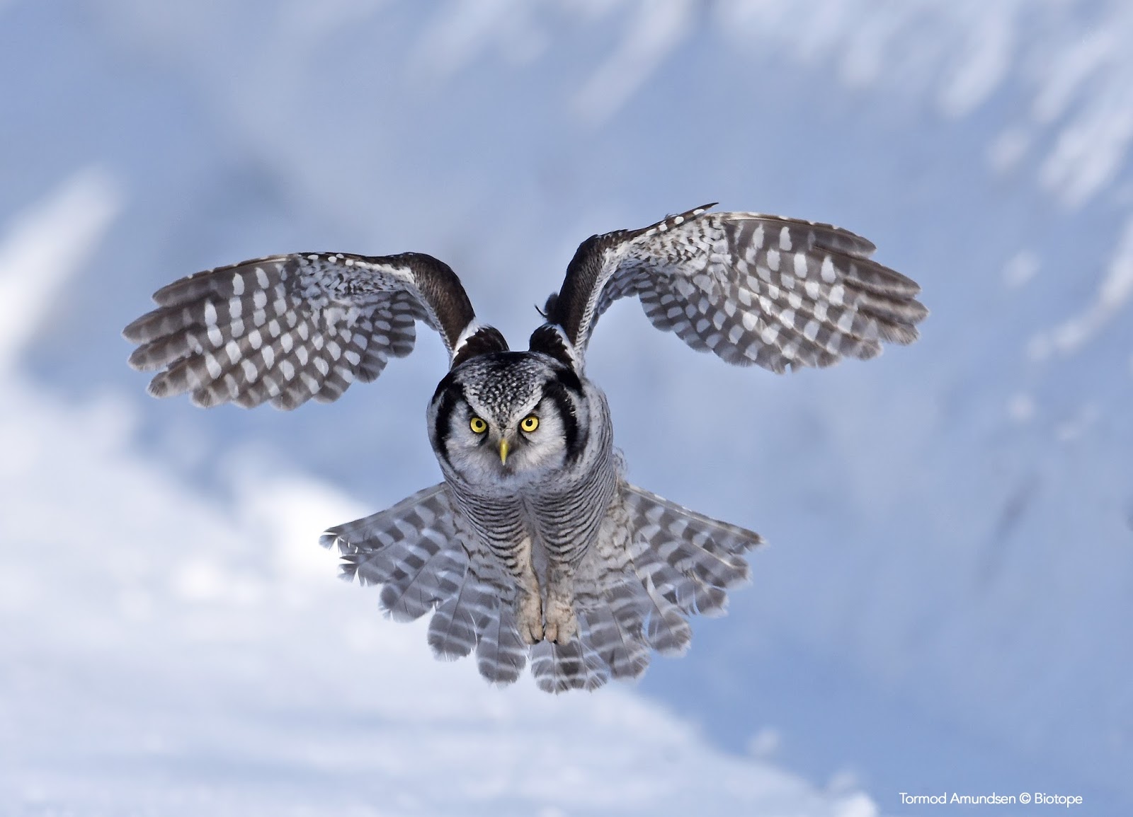 biotope Øvre Pasvik birding the arctic taiga Gullfest pt.2