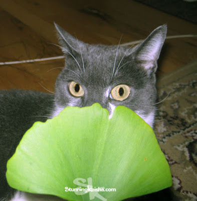 Can You Use Ginkgo Biloba on Your Cat?