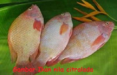 Jenis Ikan Nila - Ikan nila citralada