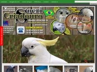 Papagaio do Congo e Cacatua