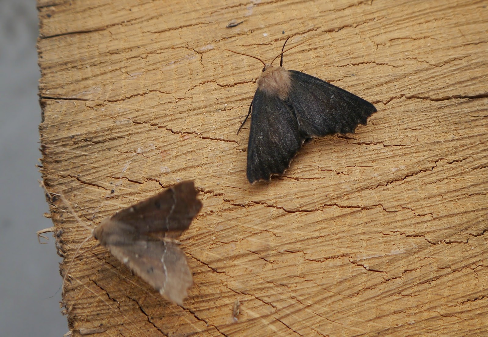 Wilde About Birds Chocolate Moths!