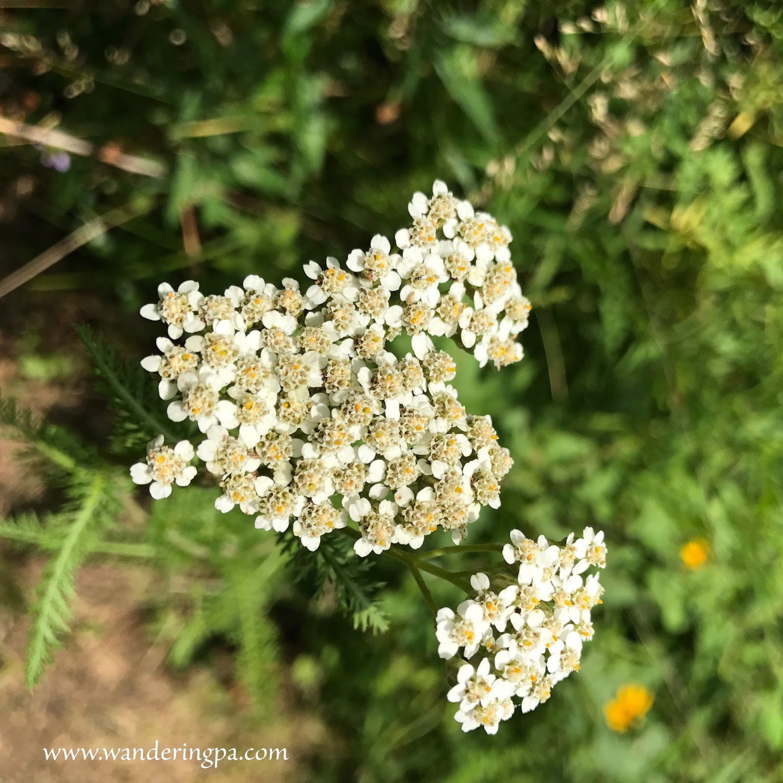 Wandering PA: Summer Wildflowers of the Jennings Environmental ...