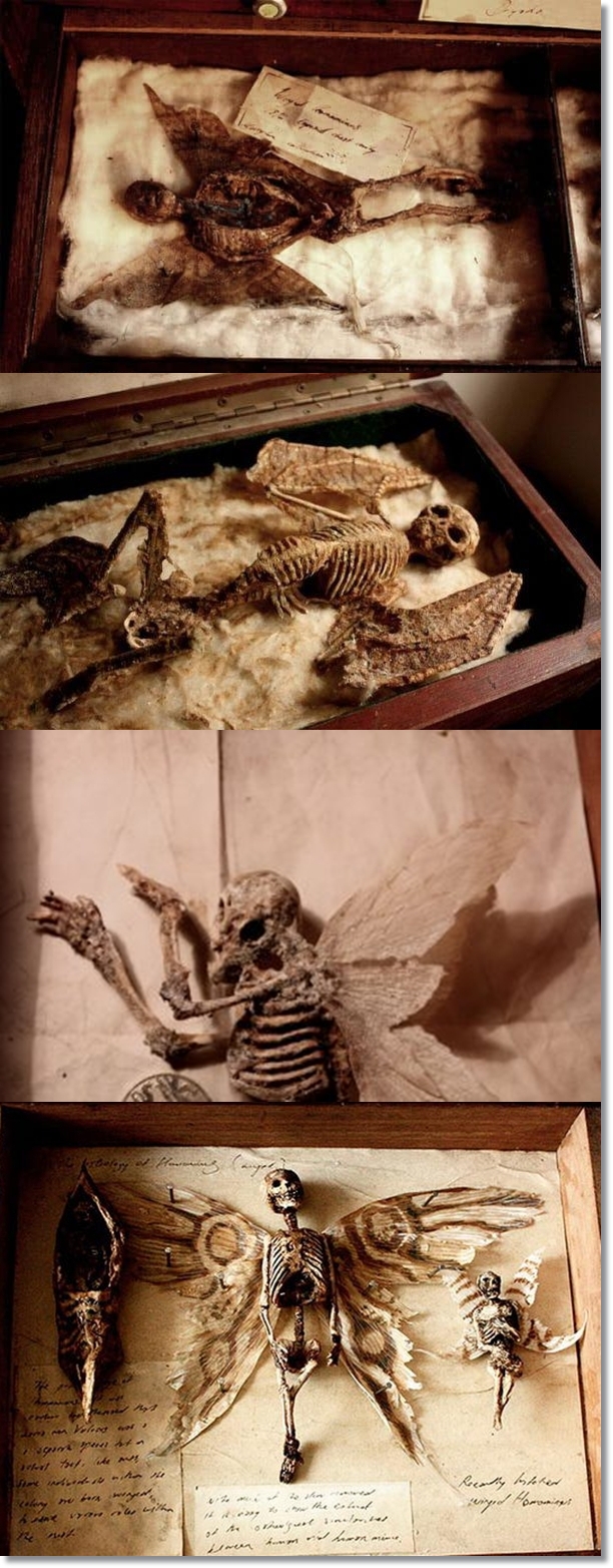 Criaturas extrañas encontradas en un sótano (Merrylin Cryptid Museum) Tho1