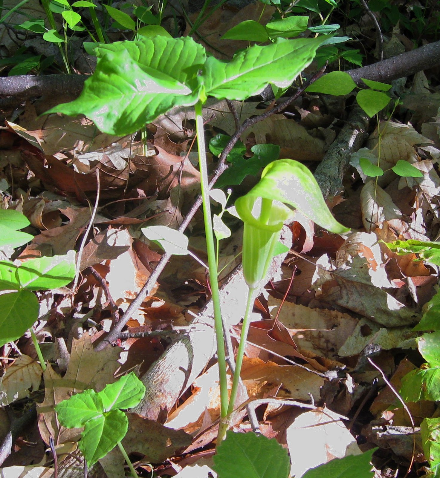 Image of jack-in-the-pulpit by K. R. Smith - may be used with attribution