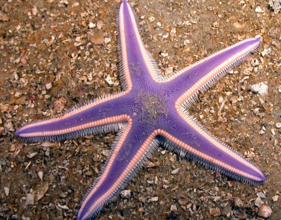 Kaki tabunh bintang laut
