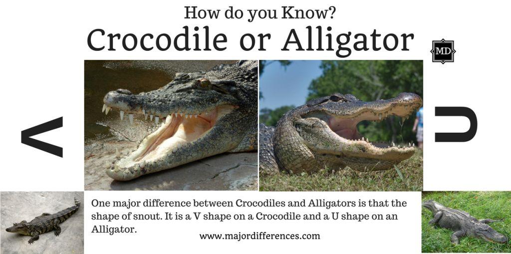 Crocodile+vs+Alligator+images+and+differ