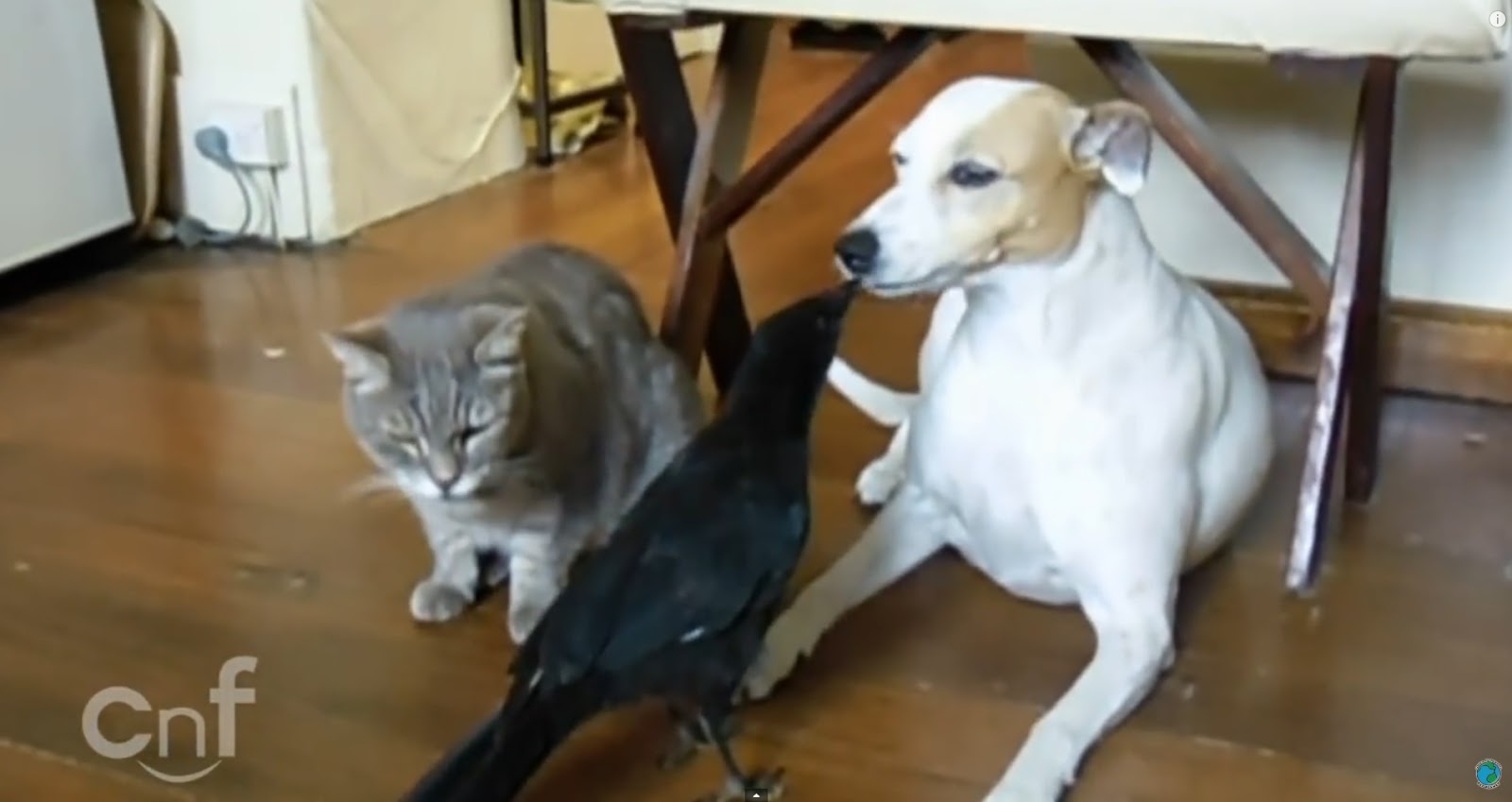 Canal Salud y Belleza Natural Un pájaro alimentando un gato y un perro