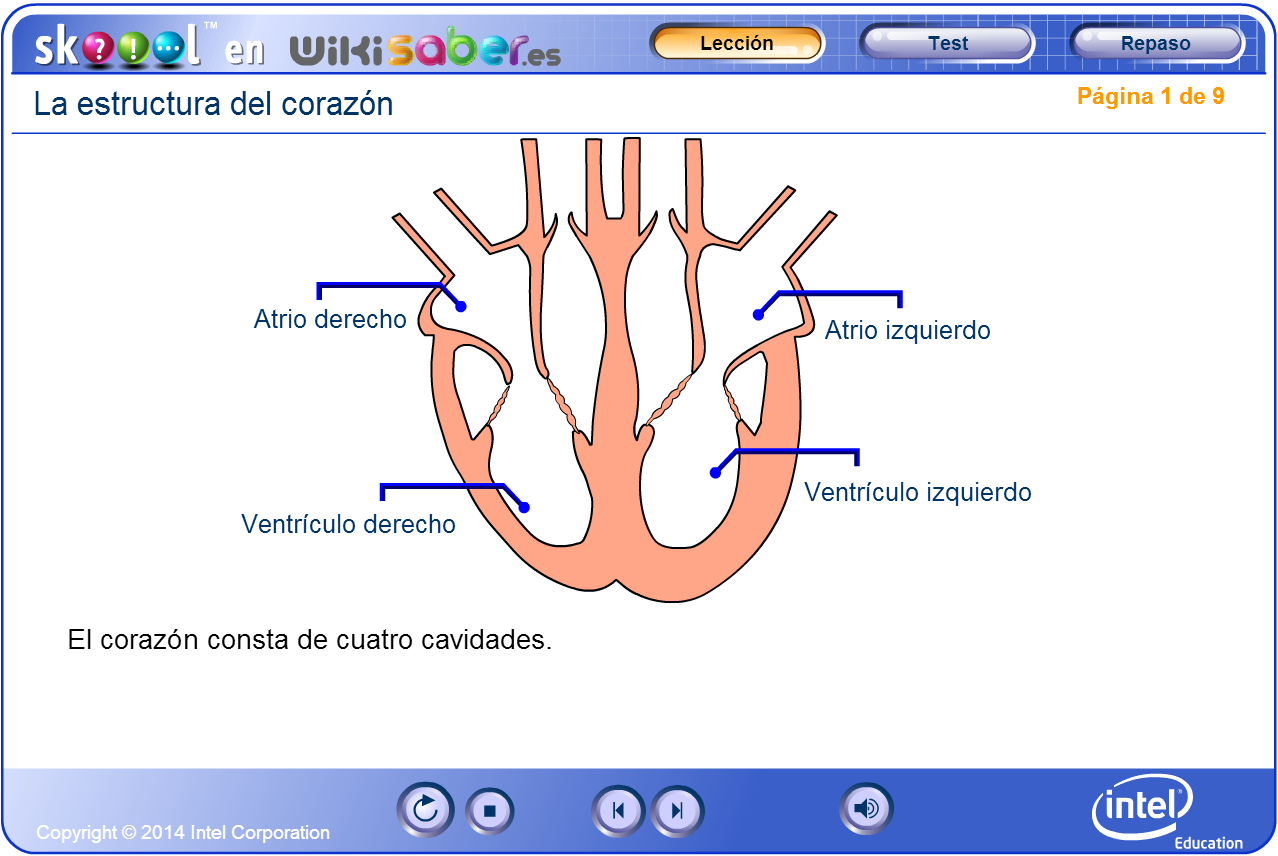 Сердце биология тест. Heart structure слова. Heart structure a Level Biology.