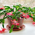 Tous les secrets pour faire pousser et refleurir votre Cactus de Noël