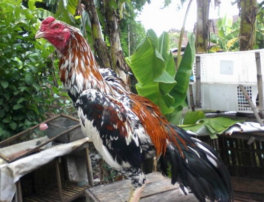 Mengenal Ayam Bangkok Blorok Madu Lebih Dekat