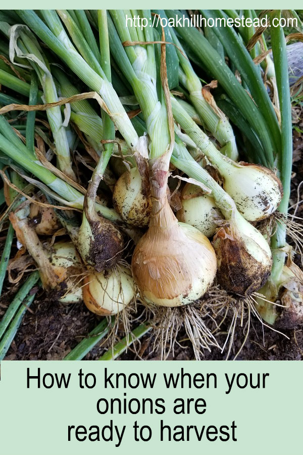 How to Harvest, Cure and Store Onions Oak Hill Homestead