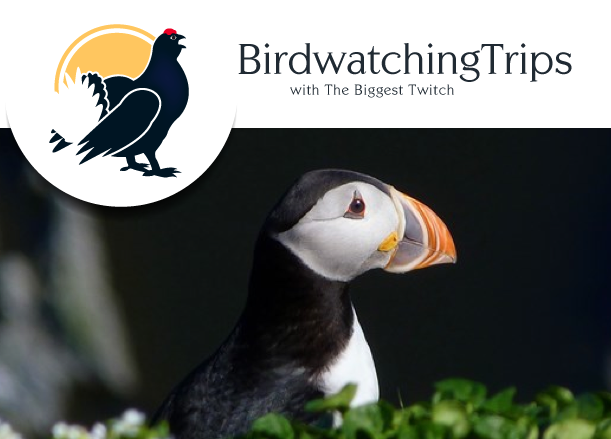 Birdwatching trips