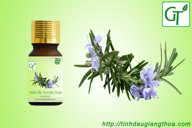 Tinh dầu hương thảo nguyên chất Tinh dầu hương thảo nguyên chất