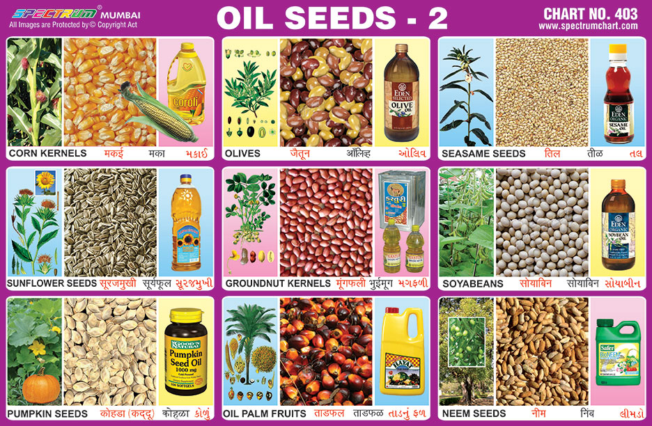 Spectrum educational charts chart 403 oil seeds 2