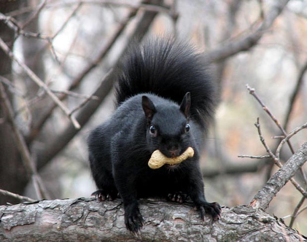 صور حيوانات Melanistic-black-squirrel