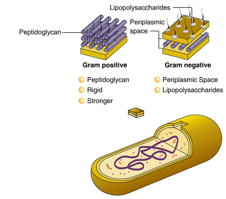 Пептидогликан бактерий. Пептидогликан клеточной стенки бактерий. Пептидогликан грамотрицательных бактерий схема. Клеточная стенка грамотрицательных бактерий муреин. Пептидогликан муреин.