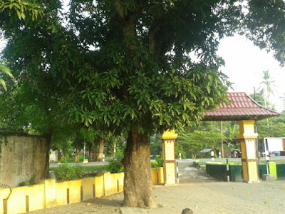 Pohon Mangga