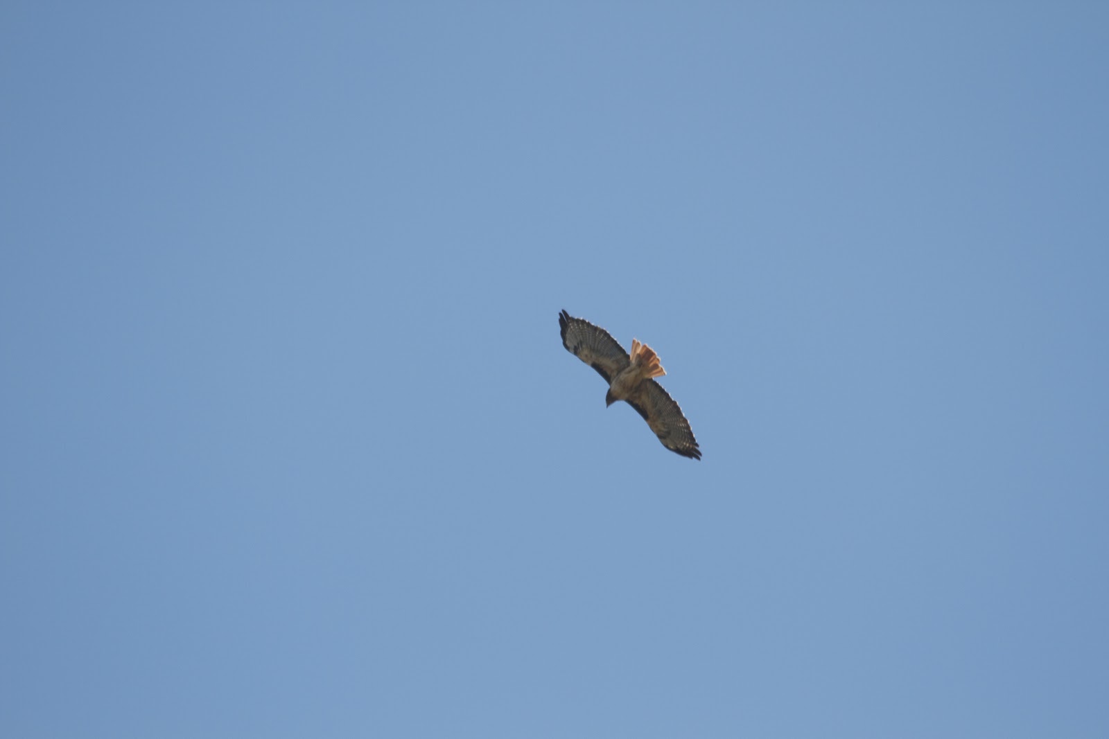 Wild Birds of California Hawks at Rancho San Antonio