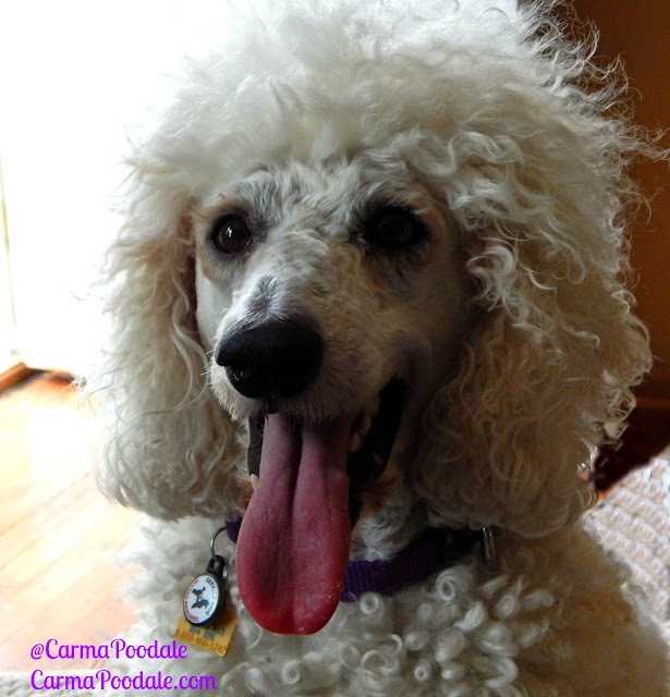 CarmaPoodale, white standard poodle smiling for the camera