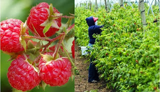 Start Your Own Raspberry Farming Business