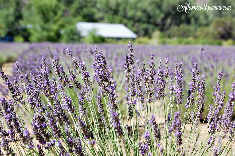 The Lavender FarmMy Life List At Home with Jemma