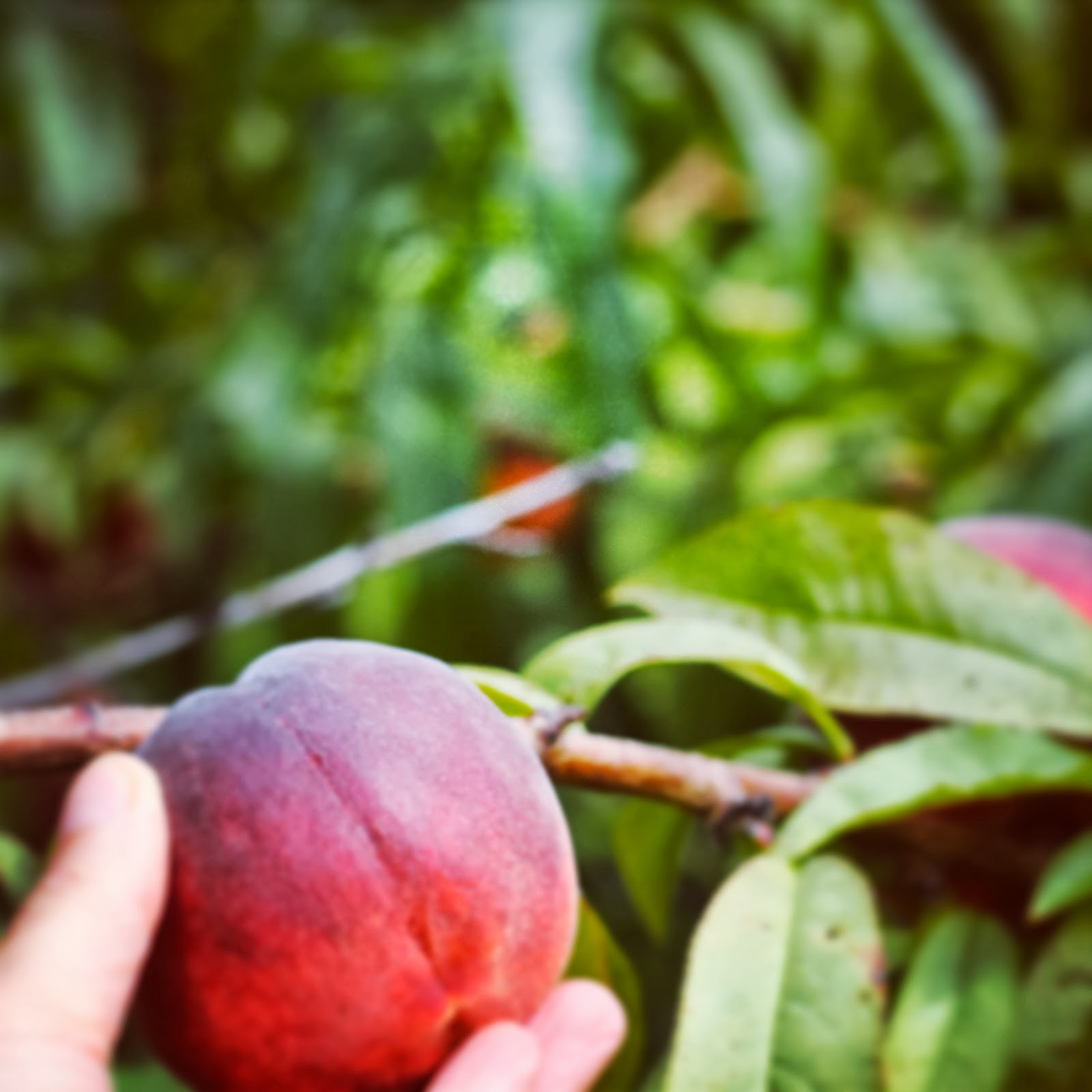 Intrinsic Beauty Farm to Table Spelt Pancakes with Stewed Peaches