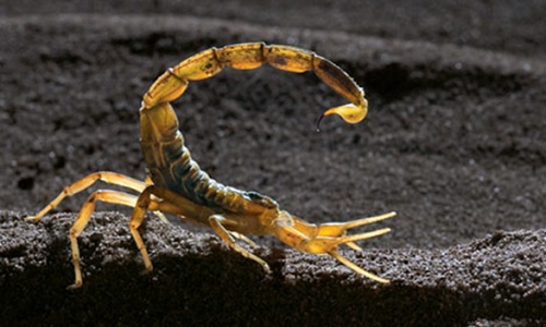 Scorpions Deathstalker