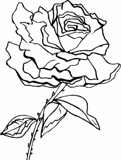 More Roses Coloring Pages