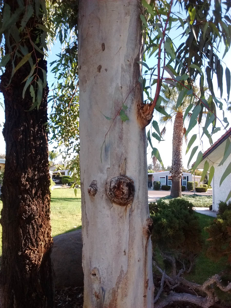 Eucalyptus in San Diego Greg in San Diego