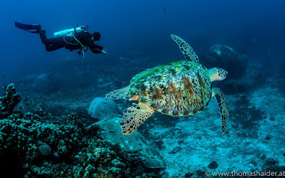 Diving penginapan terapung Papua paradise eco resorts