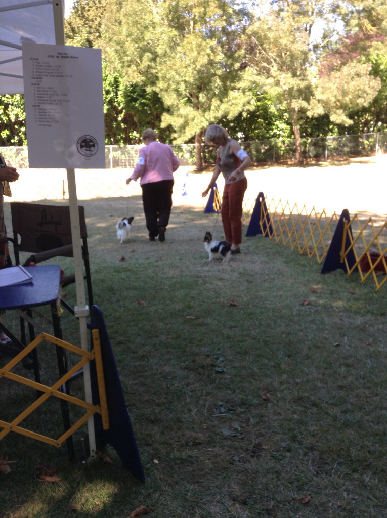 Road's End Papillons Brownsville, OR, Eugene Kennel Club