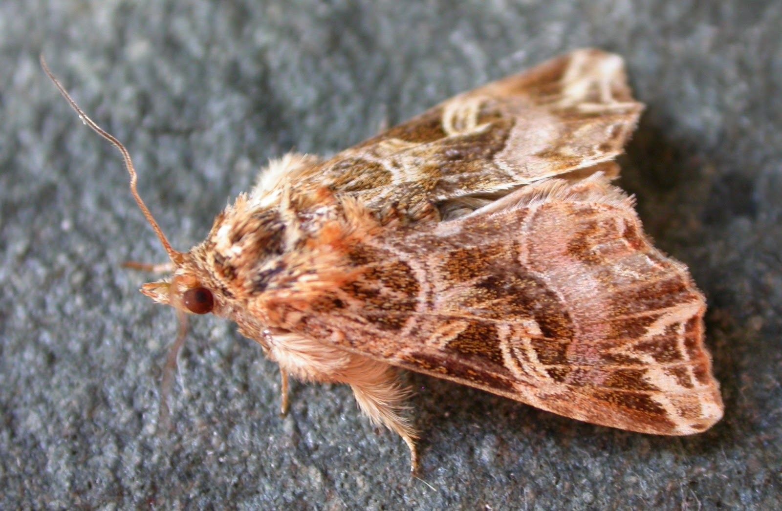 Kent Moths Gallery