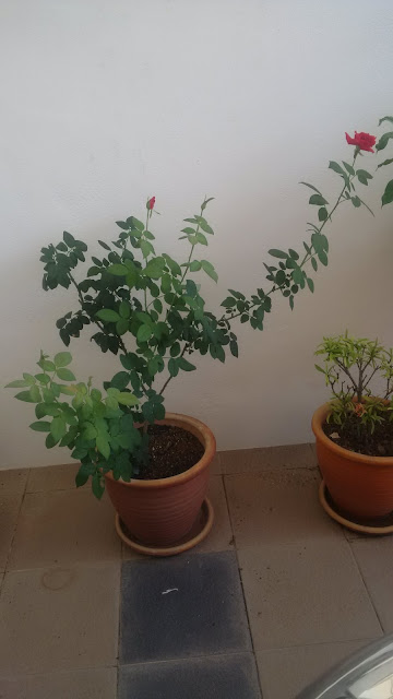 bunga raya, easiest flower to grow, flowers, flowers growing in sun, gardening, hibiscus, japanese rose, orchids, rose, bunga raya, easiest flower to grow, flowers, flowers growing in sun, gardening, hibiscus, japanese rose, orchids, rose,