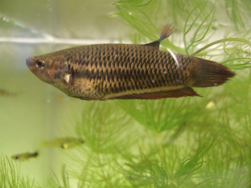Toxic Plants for Betta Fish Image Toxic Plants for Betta Fish Image