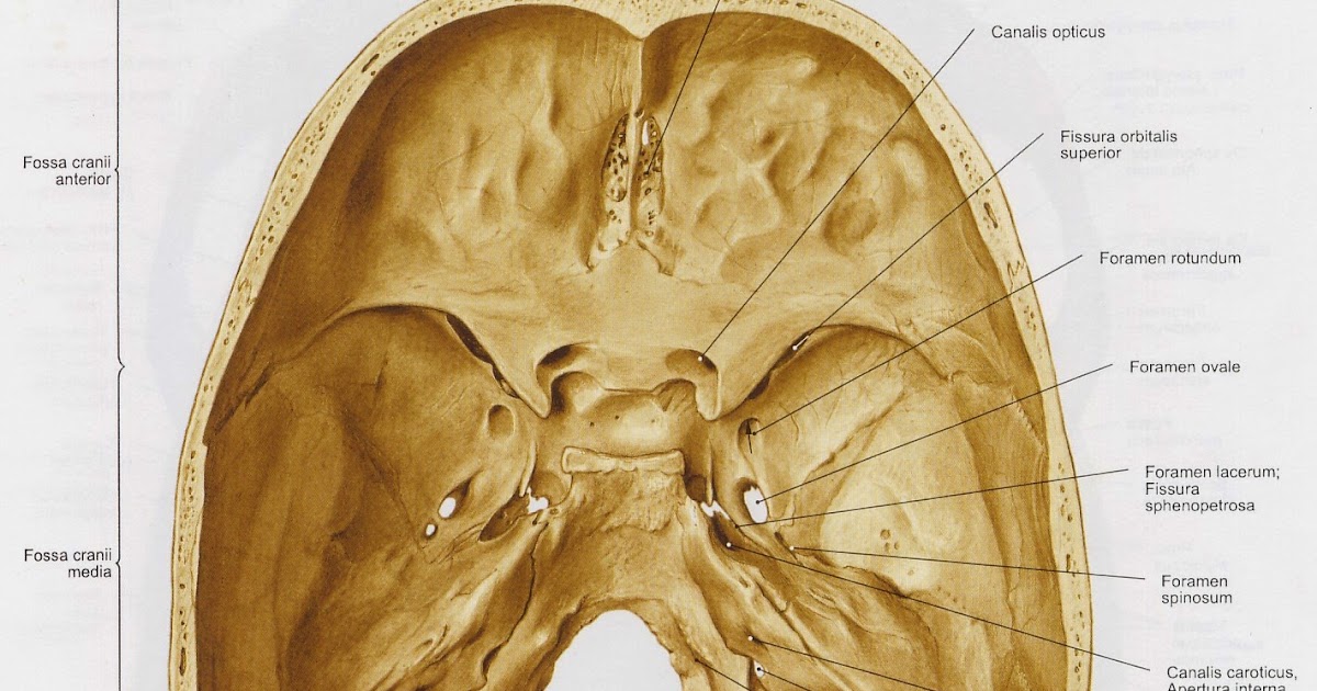 Внутренняя поверхность отверстия. Каналис Оптикус. Средняя черепная ямка Fossa cranii Media. Каналис Оптикус анатомия. Яремное отверстие анатомия.