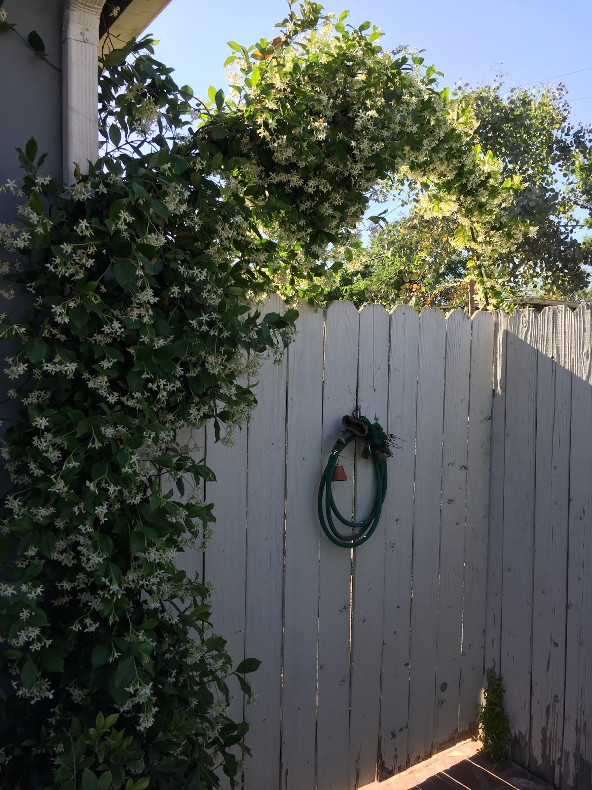 Aprille's SoCal Gardening Star Jasmine Arch