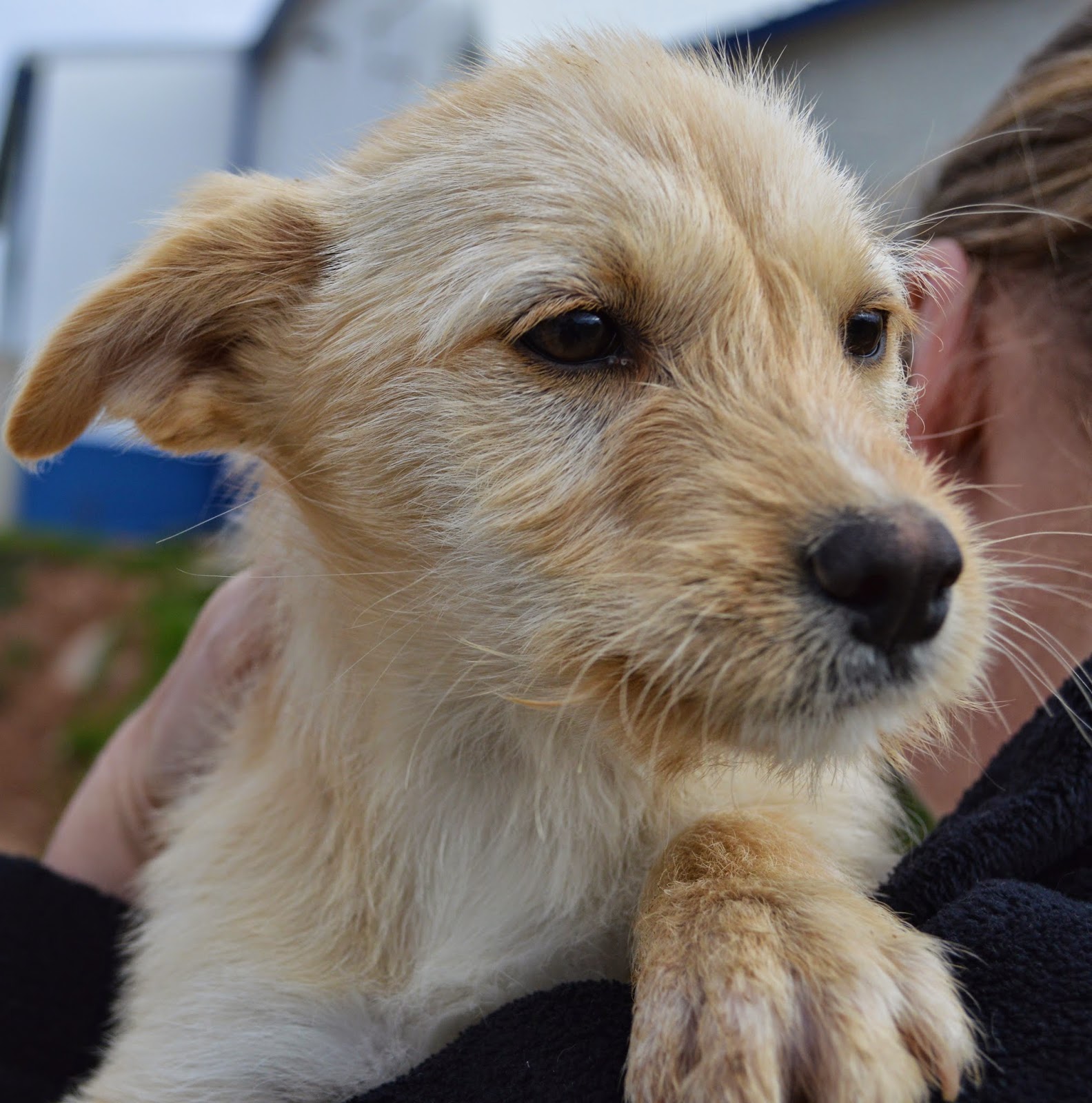 Hunde aus ZentralPortugal adoptieren Paula