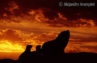  Lobos marinos a contraluz. No solo las nubes