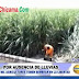 5 mil pequeños agricultores se perjudican por ausencia de lluvias en El Valle Chicama 