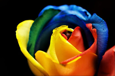 Rainbow Roses 2