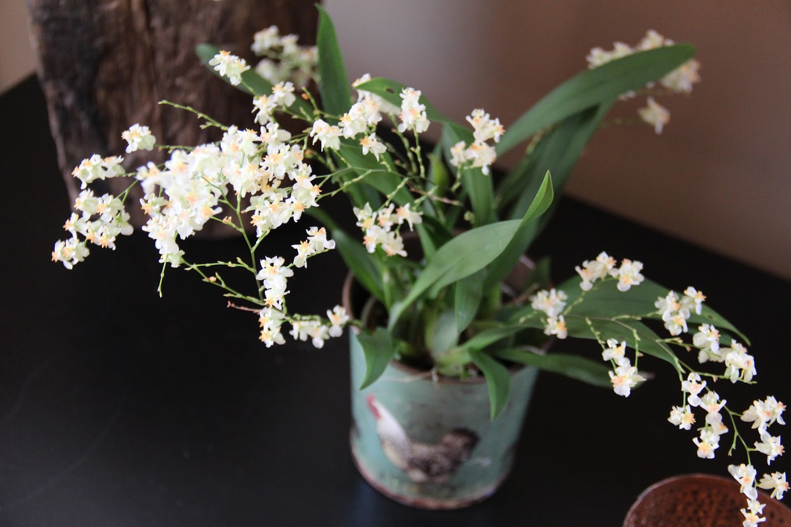 Orchidee Blanche Petite Fleurs