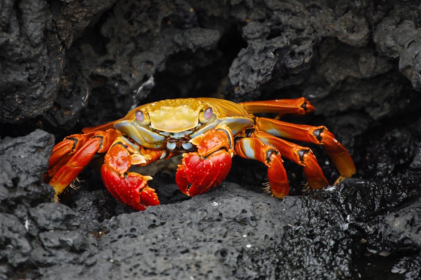 Grapsus_grapsus_Galapagos_Islands