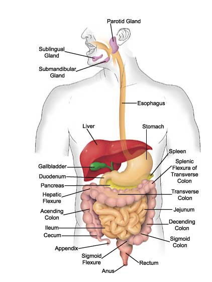 Notez On Nursing....: Some Digestive System Definitions and meanings