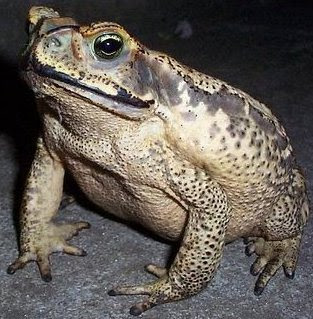 Sapo Foto de un sapo en la noche