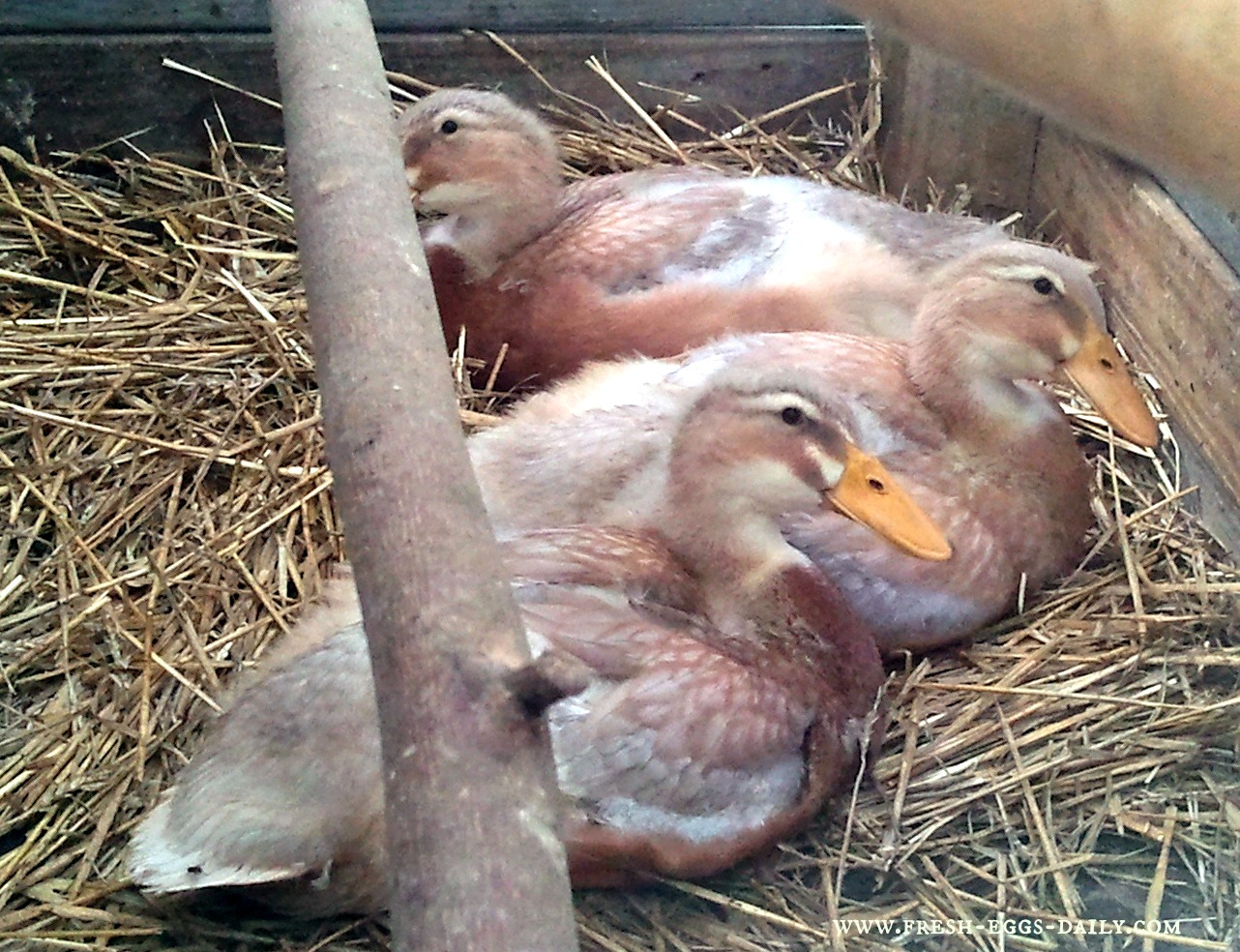 How to Raise Baby Ducks – Flockjourney